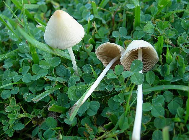 Funghi degli areali esposti